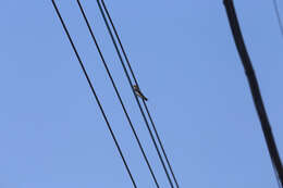 Image of Grey-throated Martin