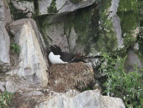 Image of Lesser auk