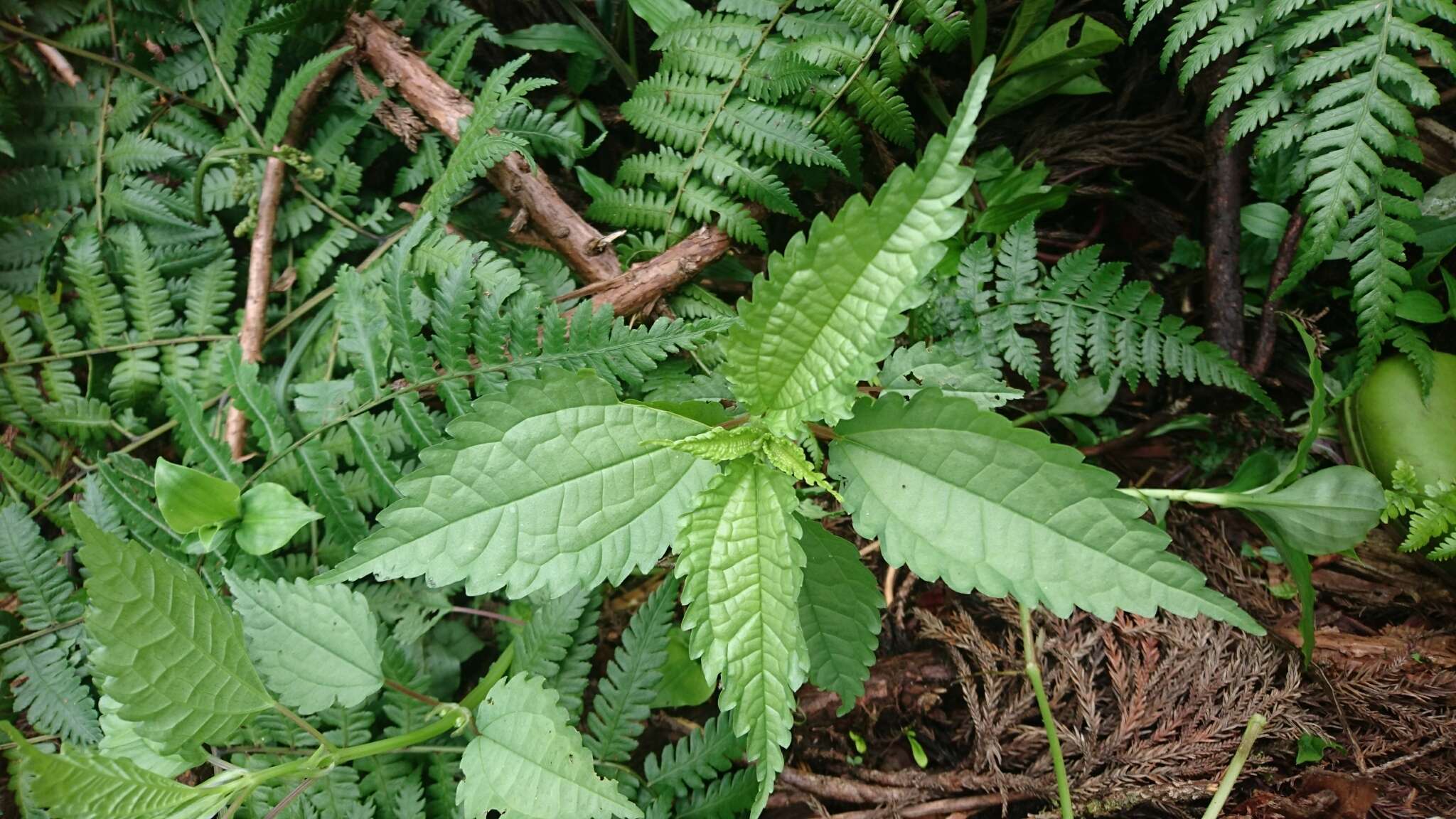 Image of Pilea angulata (Bl.) Bl.