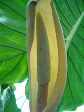 Imagem de Alocasia macrorrhizos (L.) G. Don