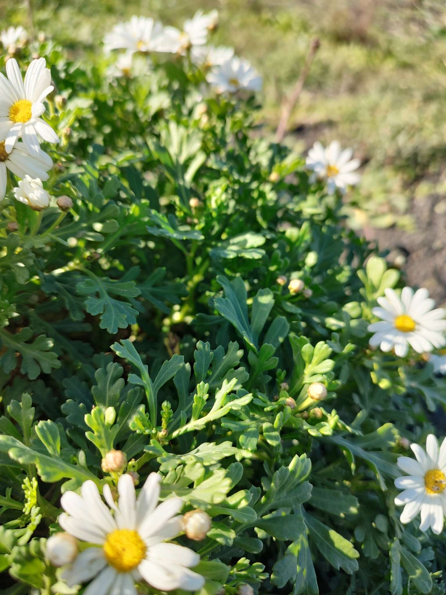 Image of Argyranthemum hierrense C. J. Humphries