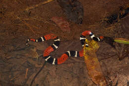 صورة Micrurus surinamensis (Cuvier 1817)