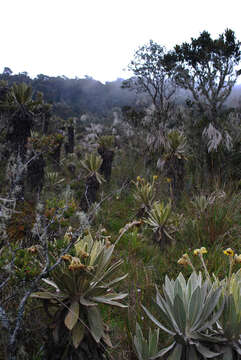 Espeletia frontinoensis J. Cuatrec. resmi