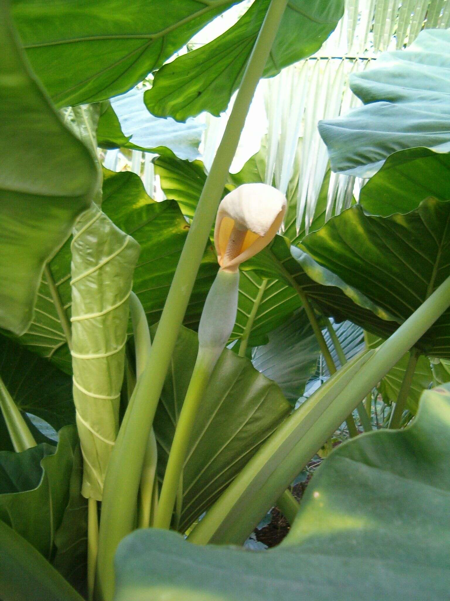 Imagem de Alocasia macrorrhizos (L.) G. Don