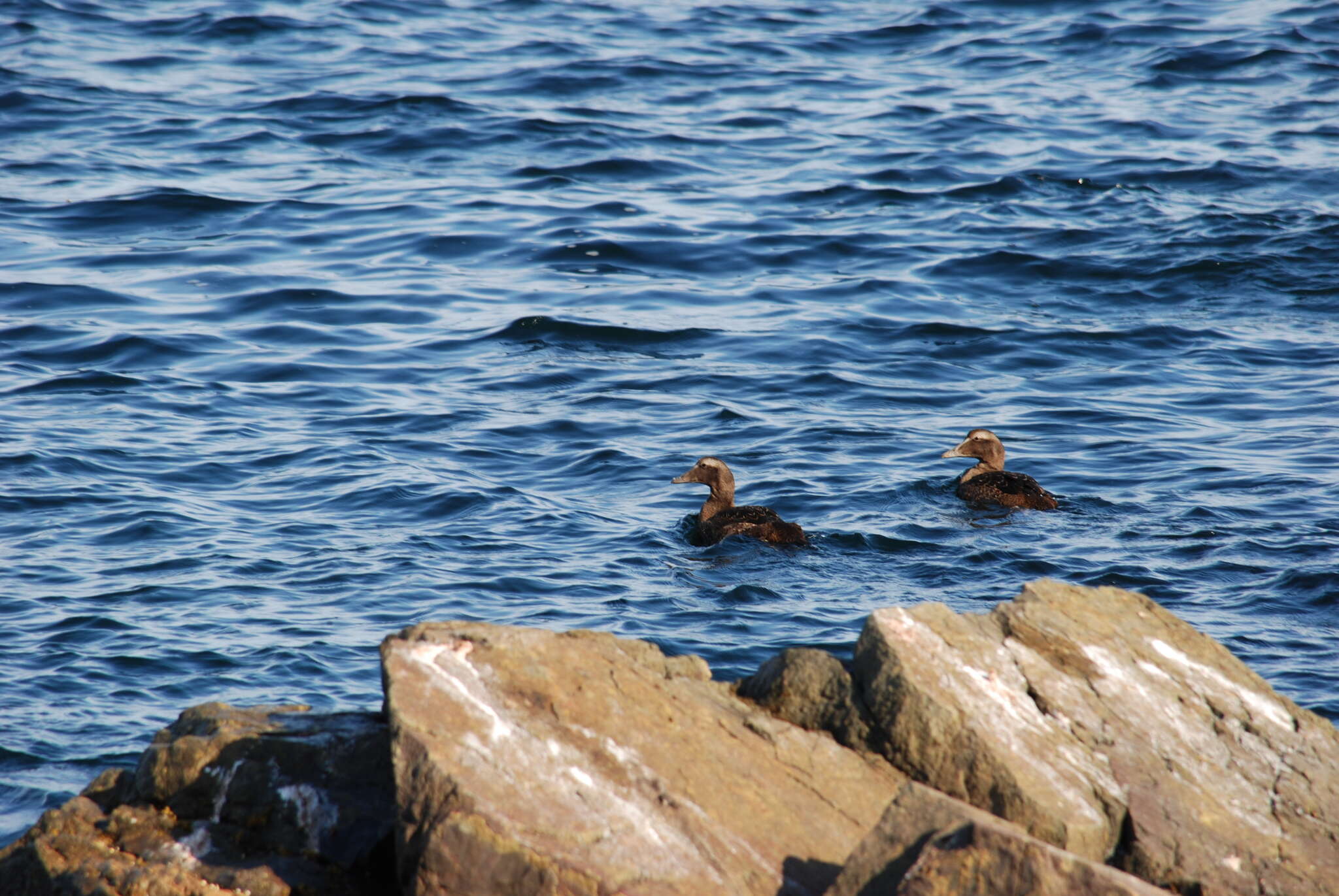 Image of Eider