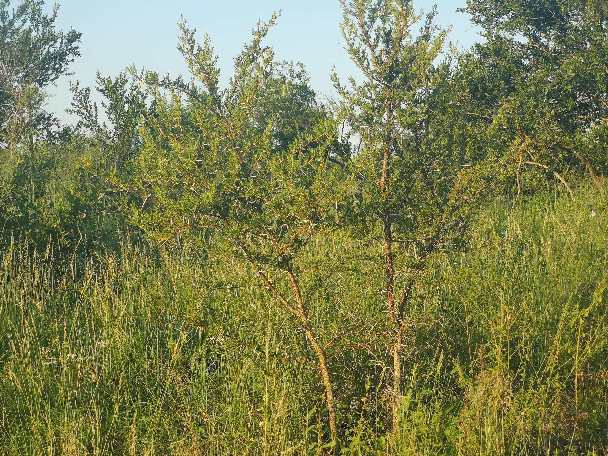 Imagem de Vachellia exuvialis (Verd.) Kyal. & Boatwr.