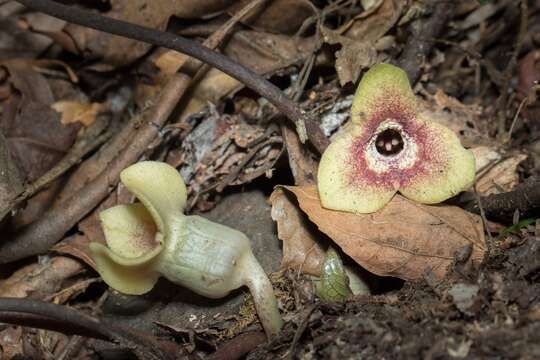 Image of Asarum yaeyamense Hatusima