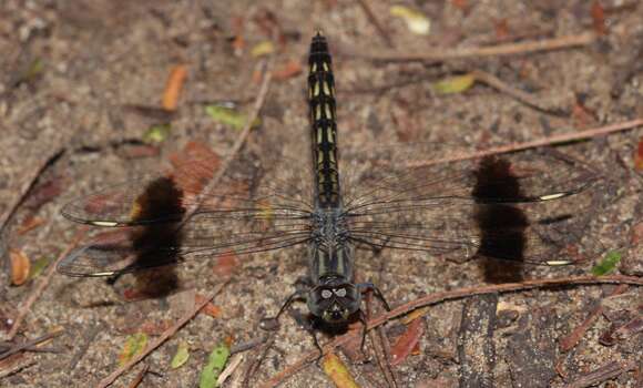 Brachythemis leucosticta (Burmeister 1839) resmi