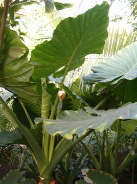 Imagem de Alocasia macrorrhizos (L.) G. Don