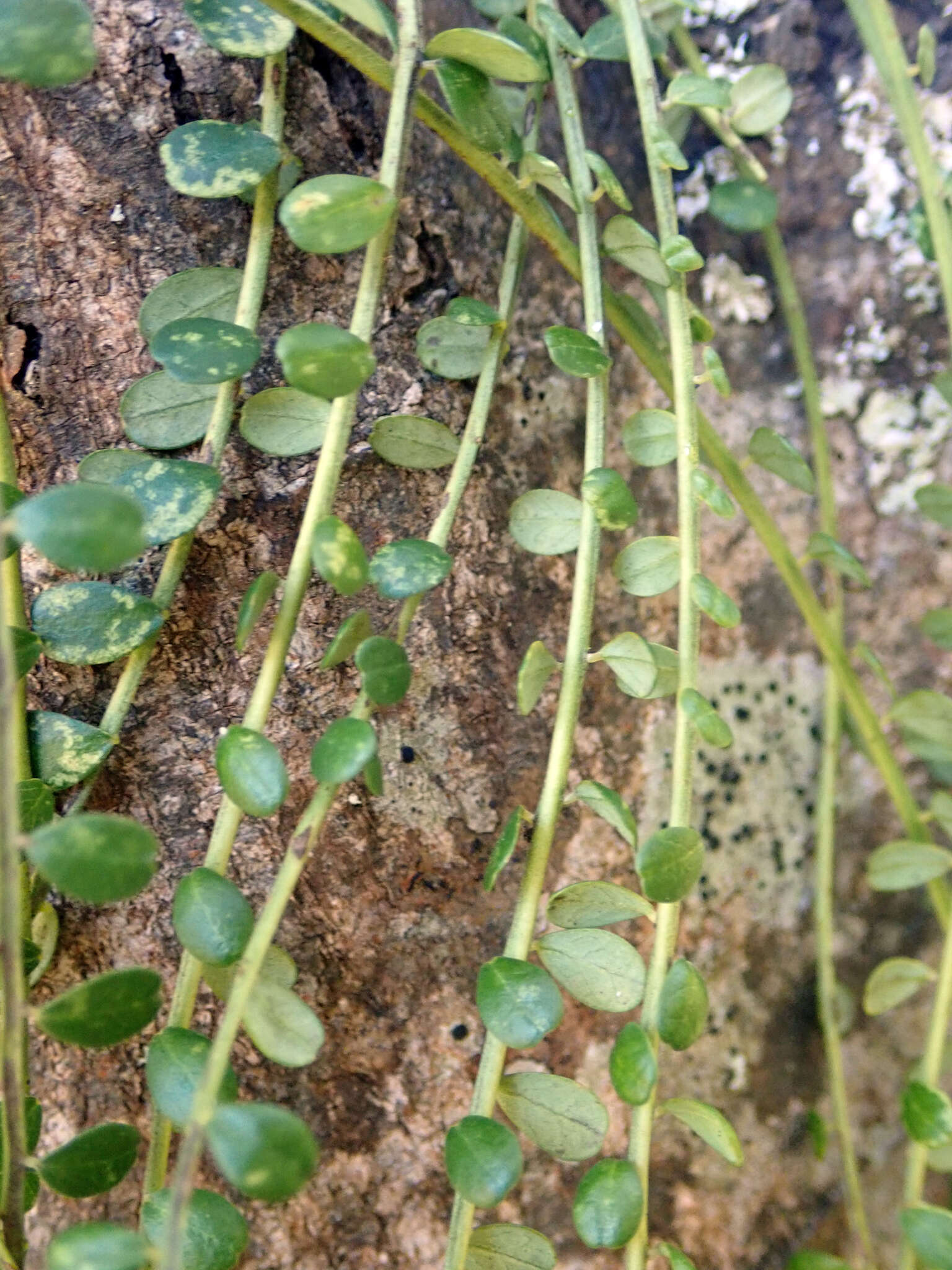 Image of Sophora microphylla var. longicarinata (G. Simpson) Allan