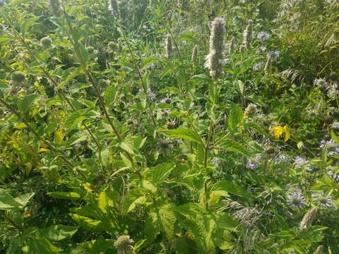 Image of purple giant hyssop