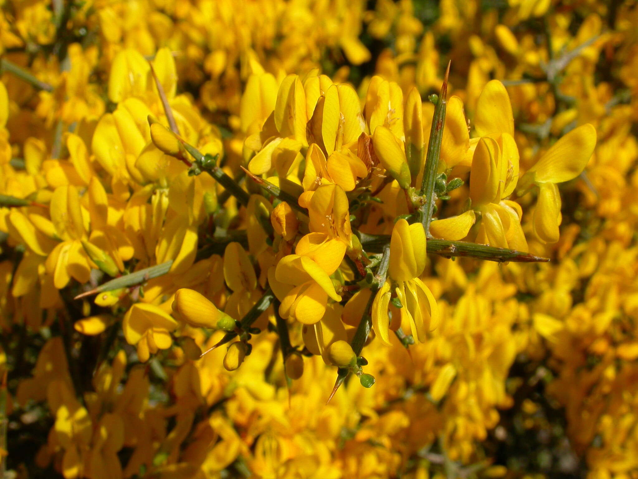 Image of Genista scorpius (L.) DC.