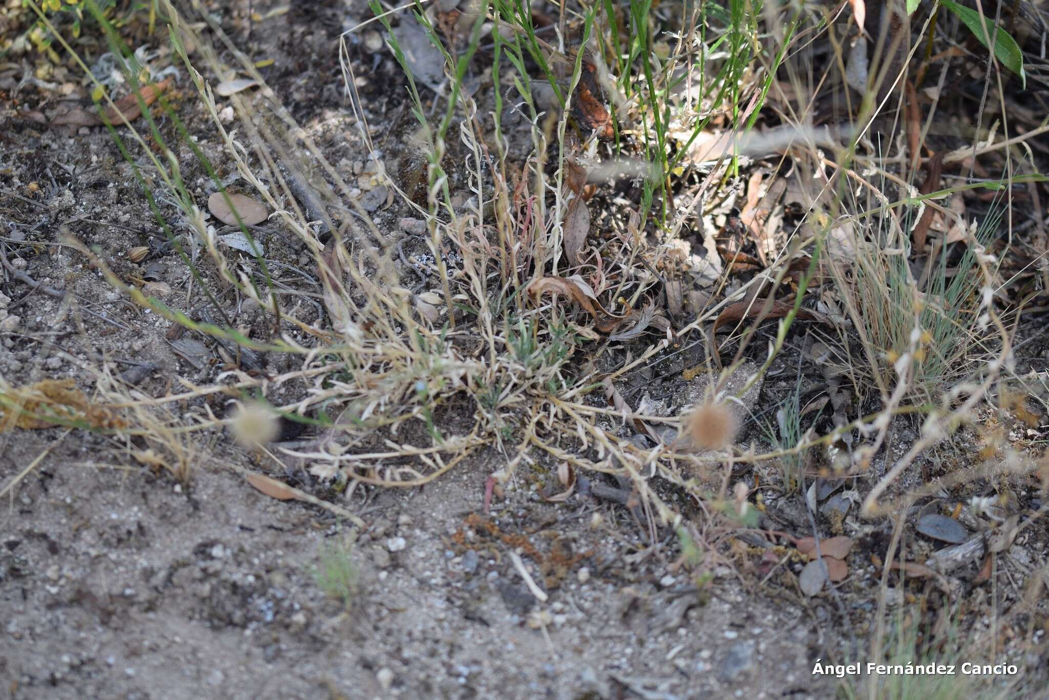 Image de Jasione crispa subsp. sessiliflora (Boiss. & Reut.) Tutin