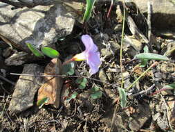 Image of Oxalis commutata Sond.