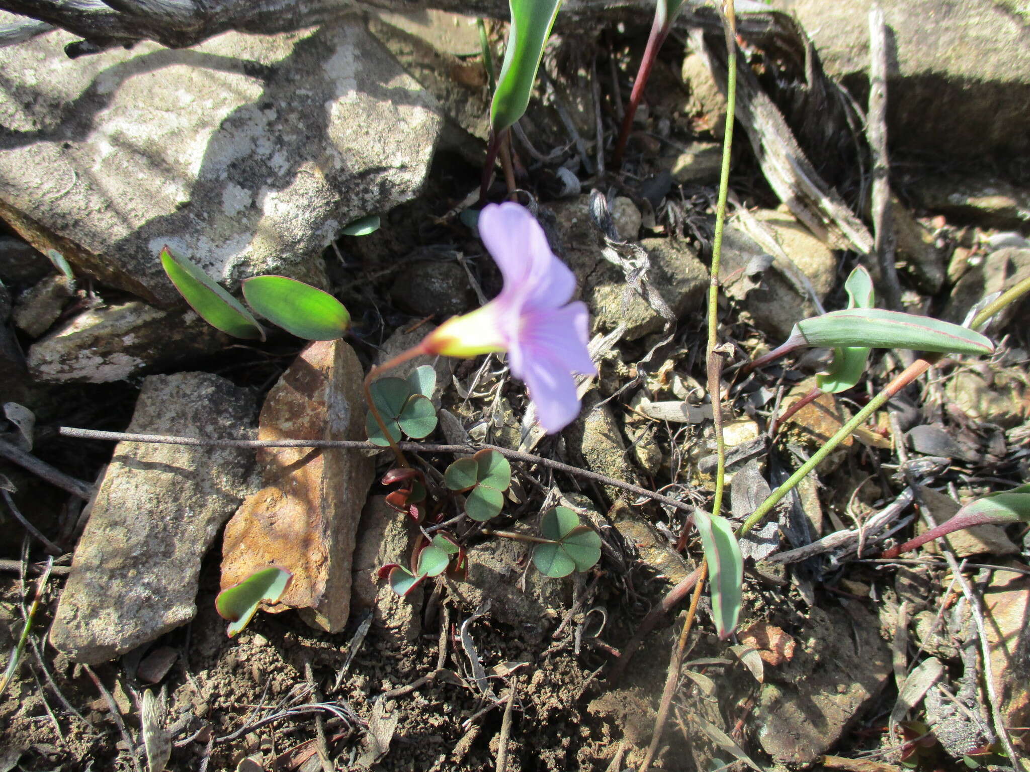 Image of Oxalis commutata Sond.