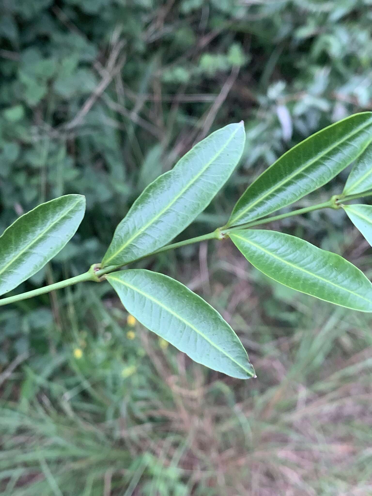 Plancia ëd Secamone gerrardii Harv. ex Benth. & Hook. fil.