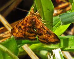 Image of Pyrausta subsequalis Guenée 1854