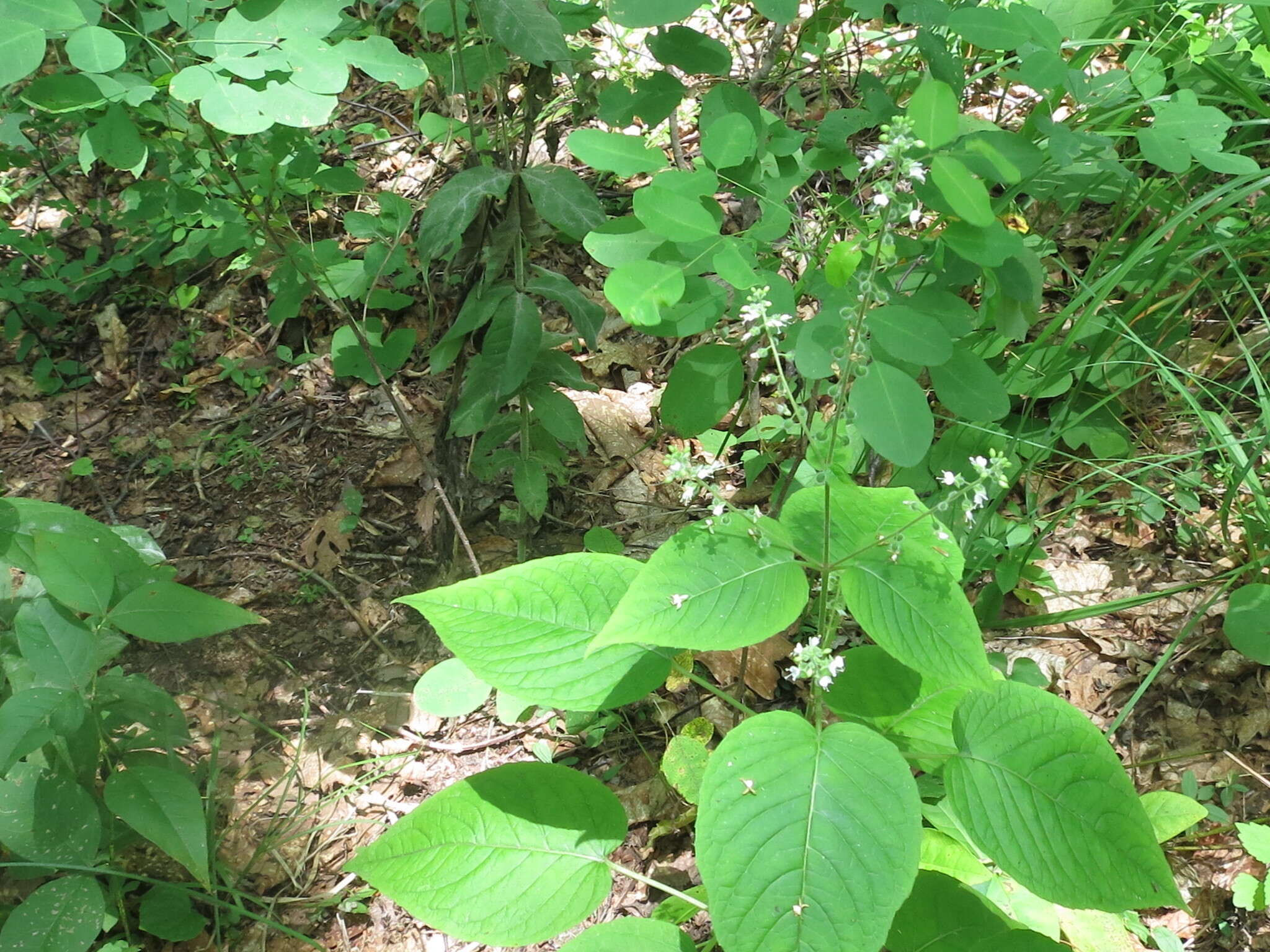 Image of Circaea cordata Royle