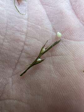 Image de Scleria lithosperma (L.) Sw.