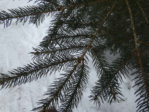 Abies balsamea var. balsamea的圖片