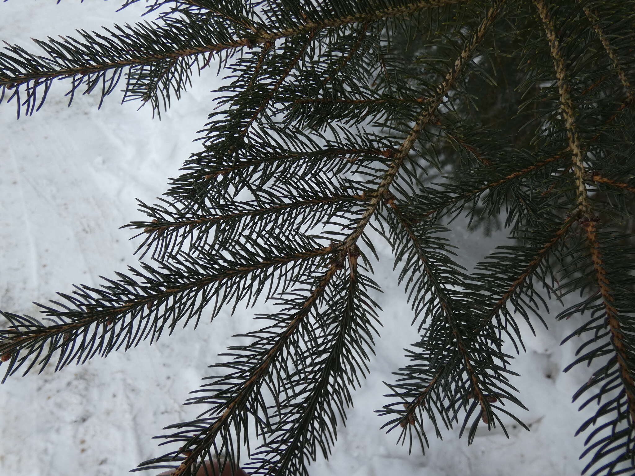 Image of balsam fir