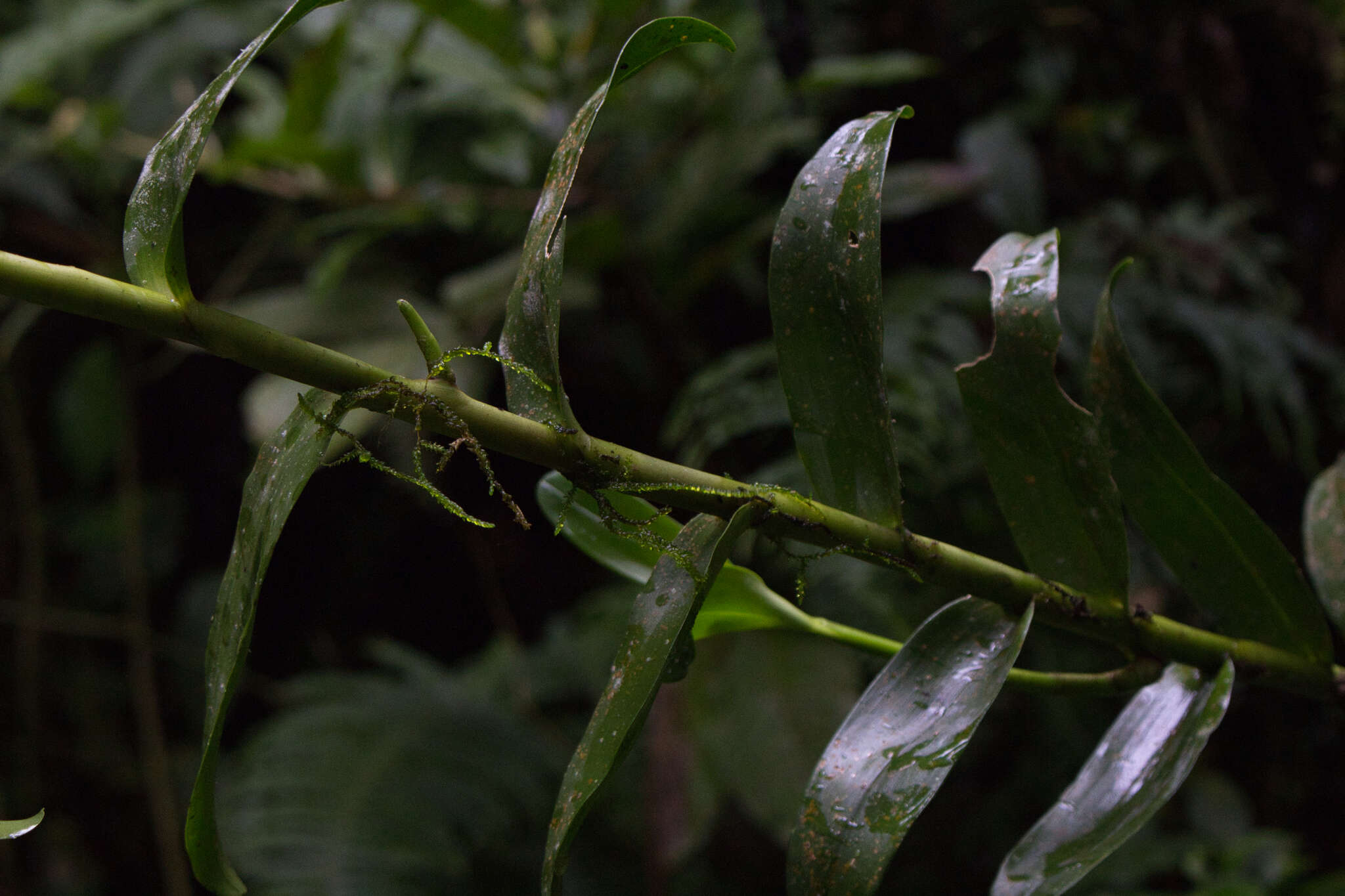 Image of Epidendrum exasperatum Rchb. fil.