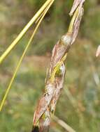 Imagem de Dierama robustum N. E. Br.