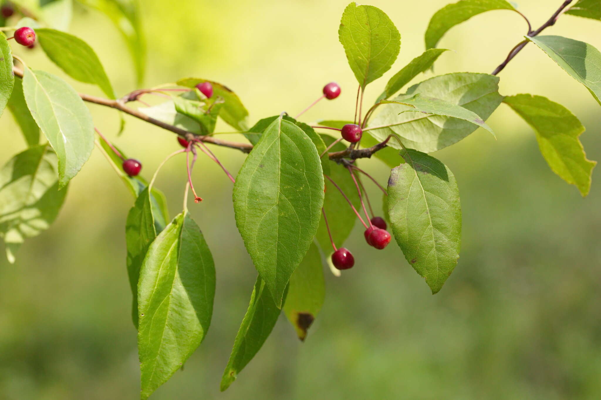 Imagem de Malus baccata (L.) Borkh.