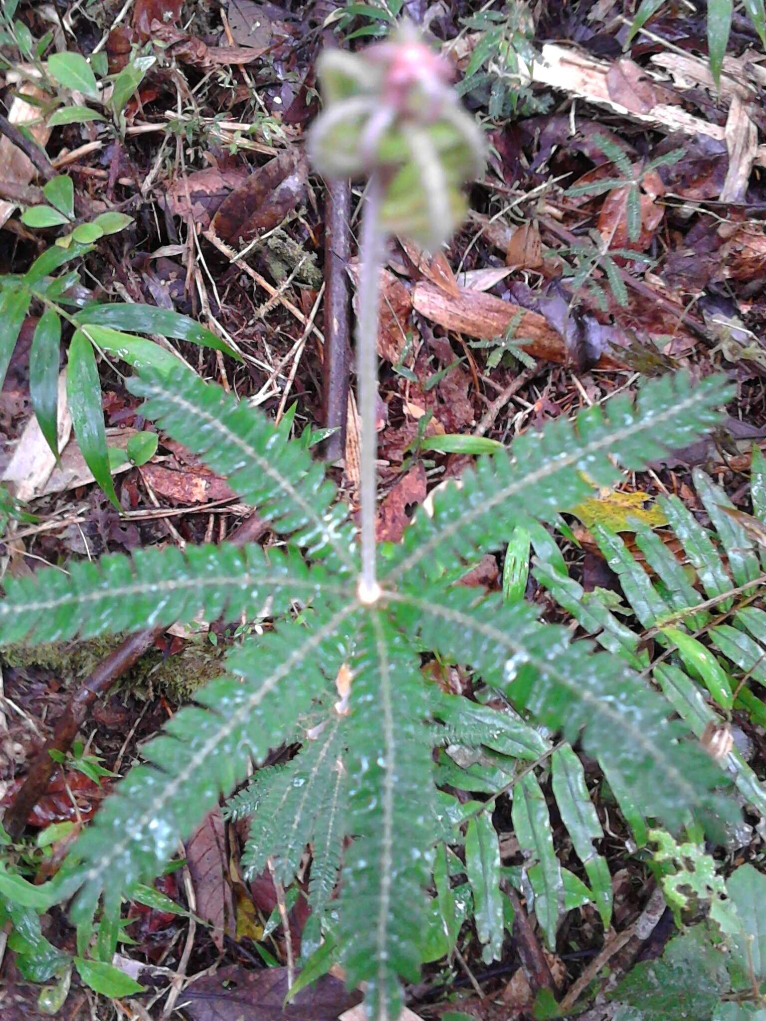 Sivun Biophytum aeschynomenifolia Guillaumin kuva