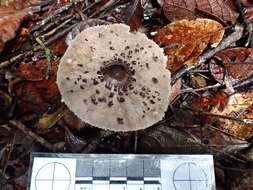 صورة Macrolepiota eucharis Vellinga & Halling 2003