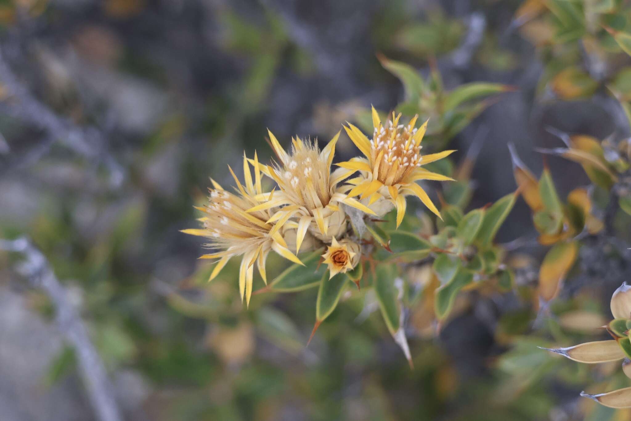 Image of Chuquiraga avellanedae Lorentz