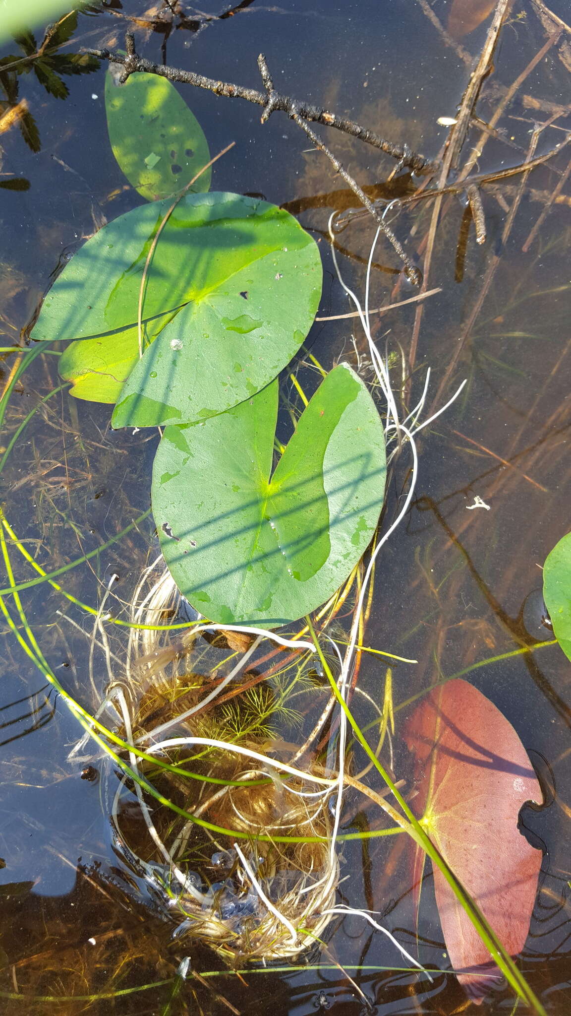 Image de Nymphaea leibergii Morong