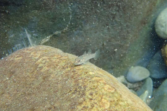 Imagem de Rhinogobius candidianus (Regan 1908)