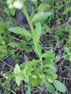 Image of Philadelphia fleabane