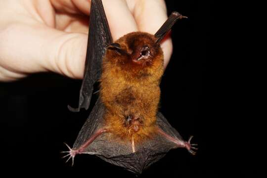 Image of Red Myotis