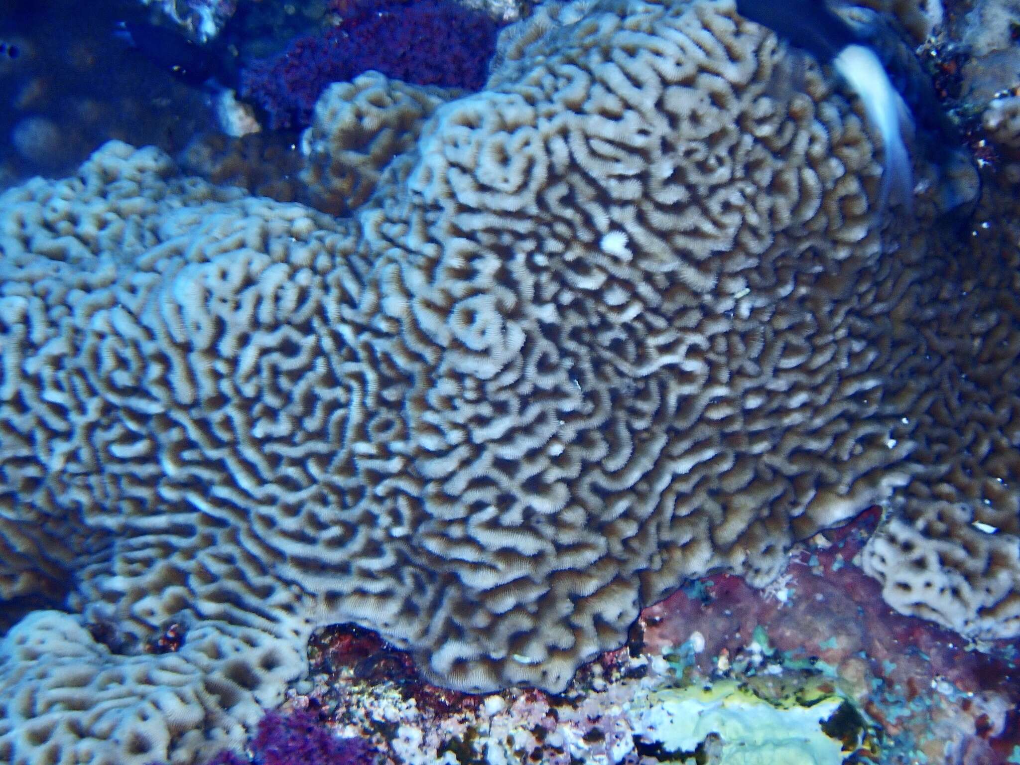 Image of Wrinkle Coral