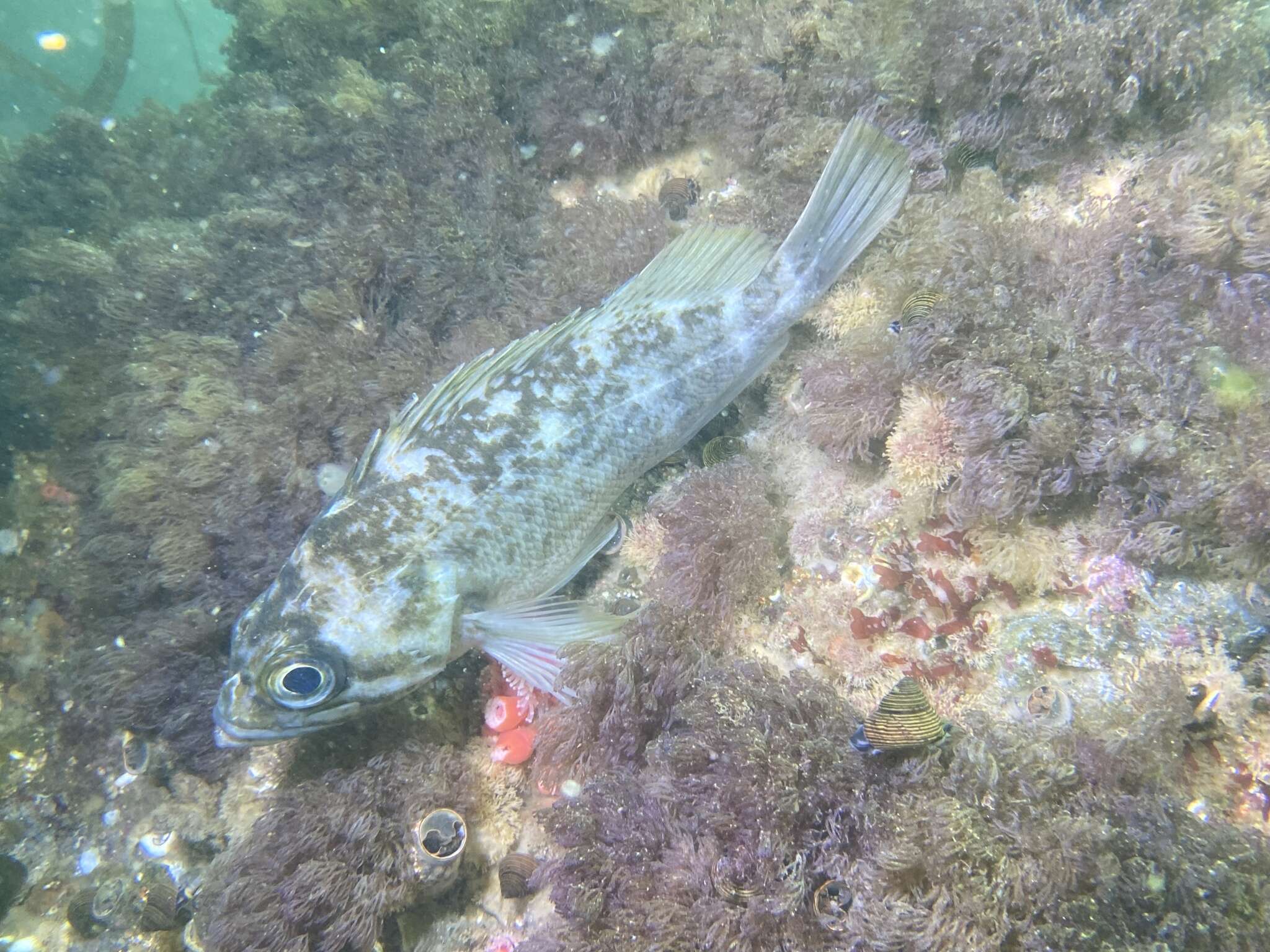 Image of Kelp rockfish
