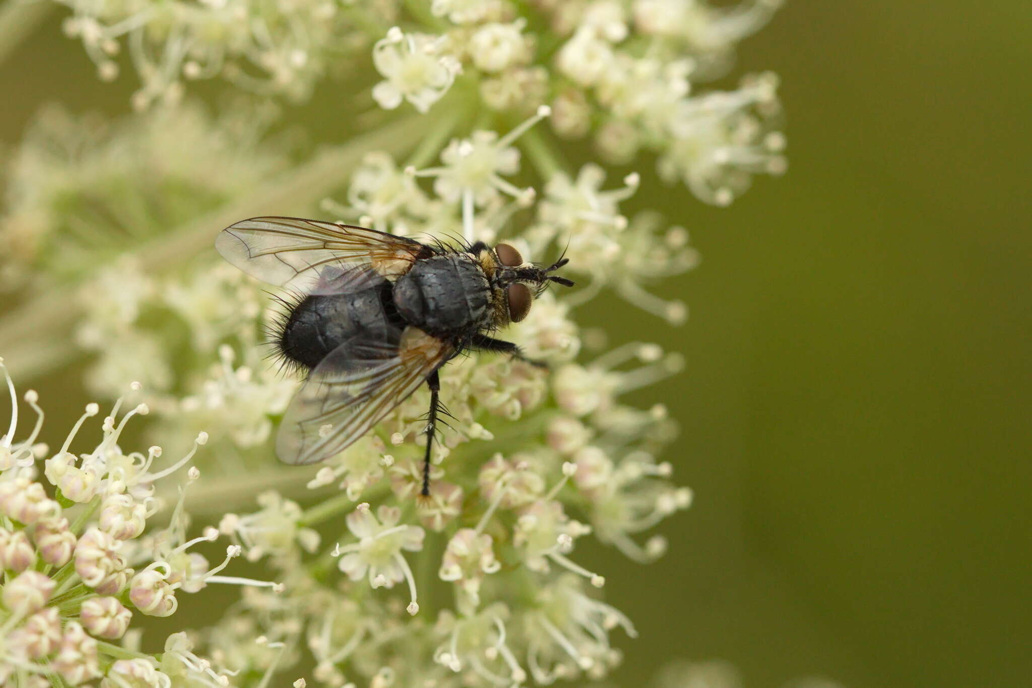 Image of Eurithia anthophila (Robineau-Desvoidy 1830)