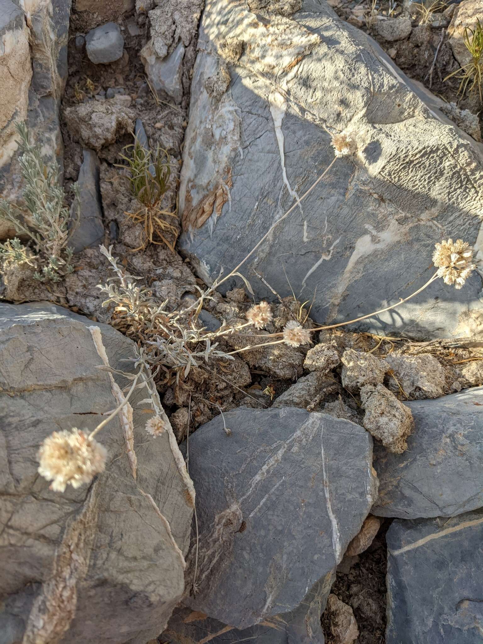 Слика од Helichrysum glumaceum DC.