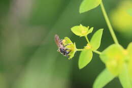 Image de Andrena chrysosceles (Kirby 1802)