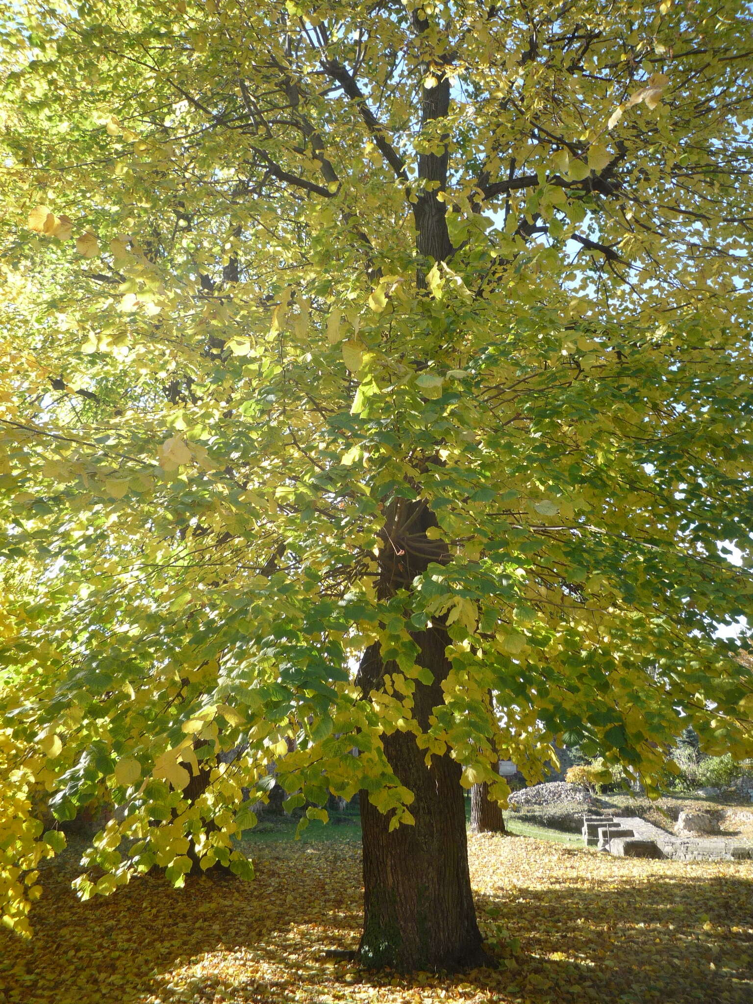 Tilia platyphyllos subsp. platyphyllos resmi