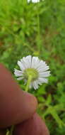 Plancia ëd Erigeron galeottii (Hemsl.) Greene