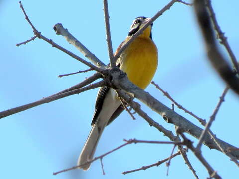 Imagem de Emberiza flaviventris princeps Clancey & Winterbottom 1960