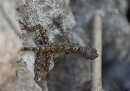 Image of Guantanamo  Anole