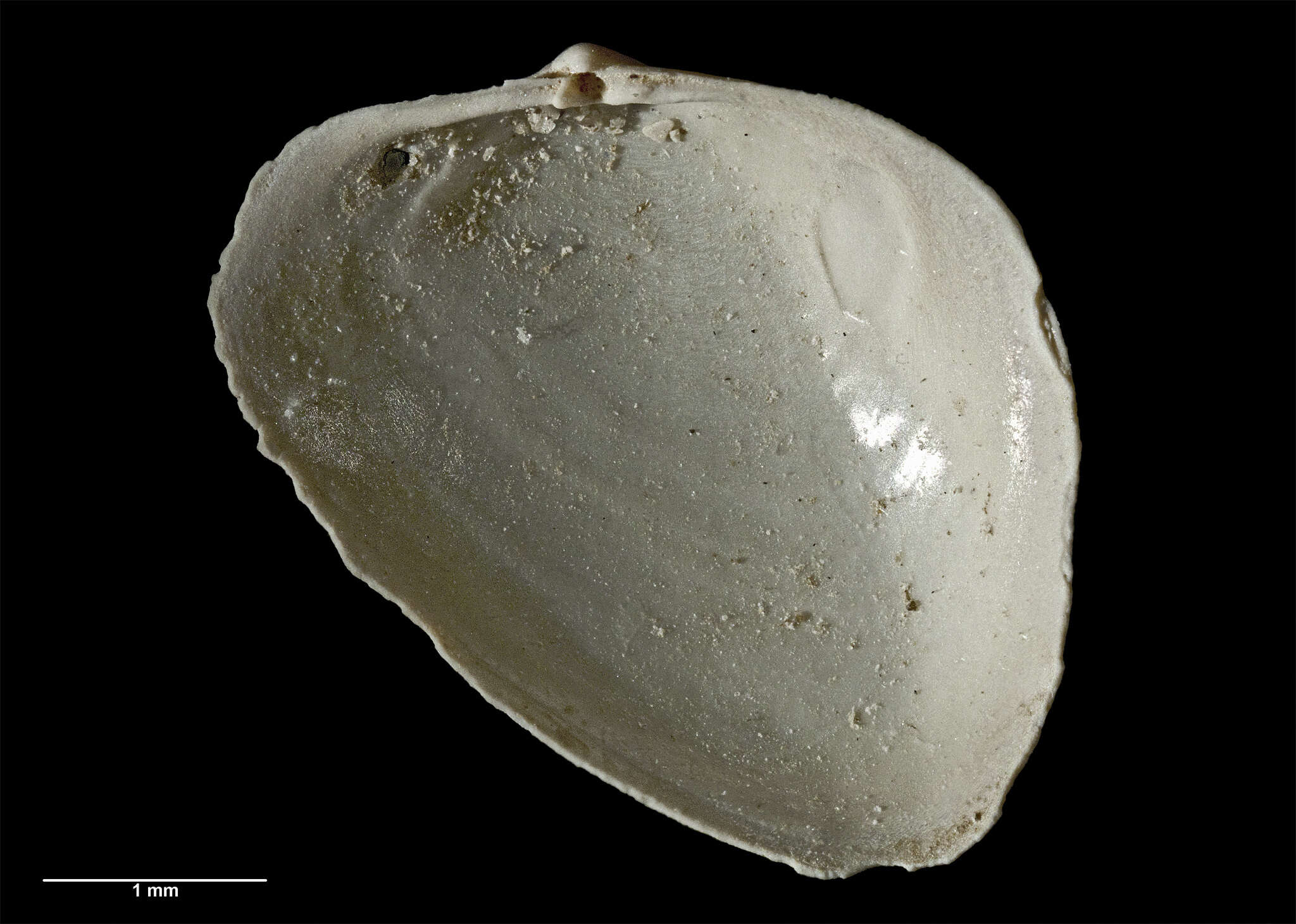 Image of Anisodonta alata trigonia (Powell 1952)