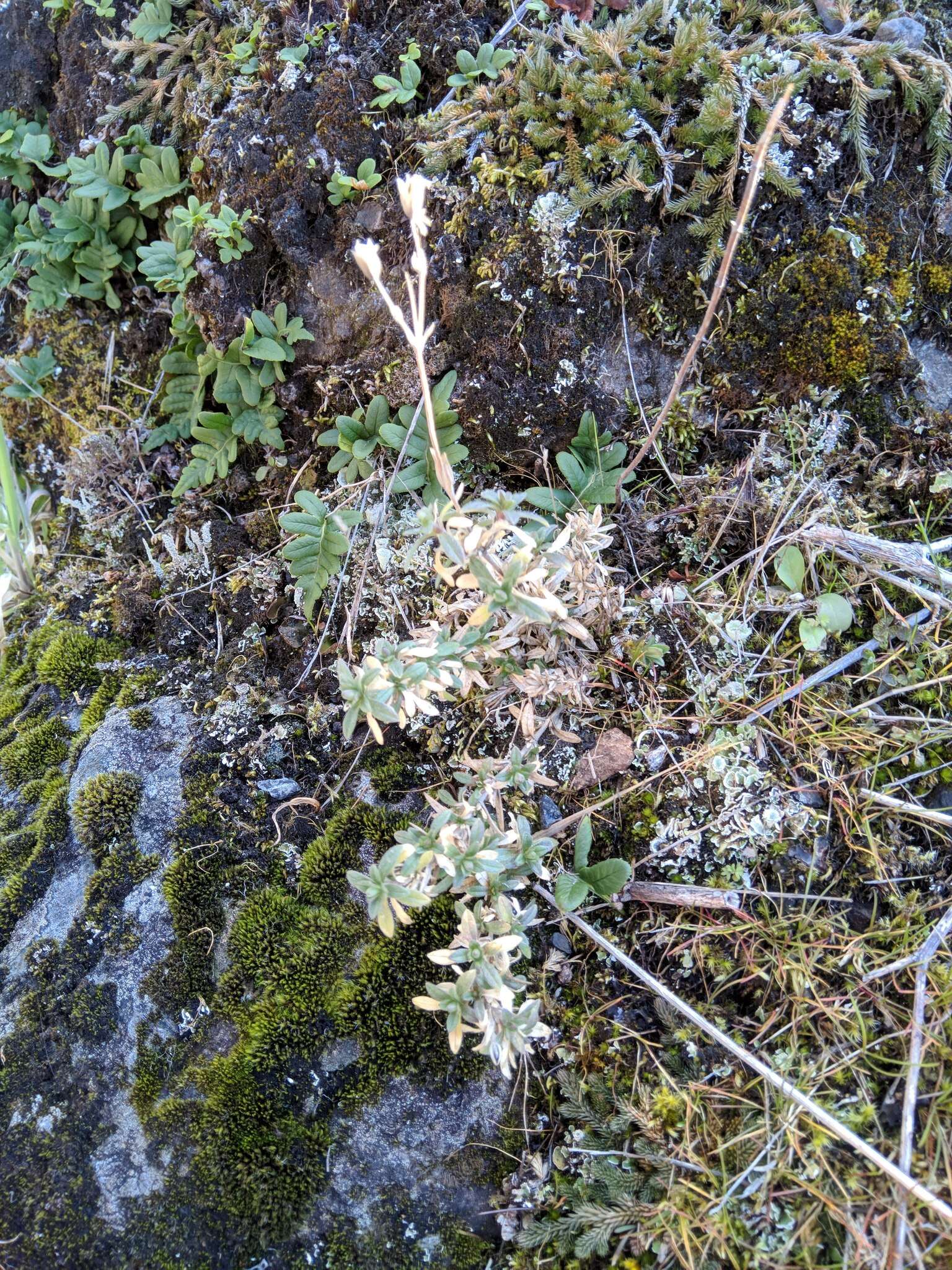 Imagem de Cerastium arvense subsp. strictum (L.) Gaudin