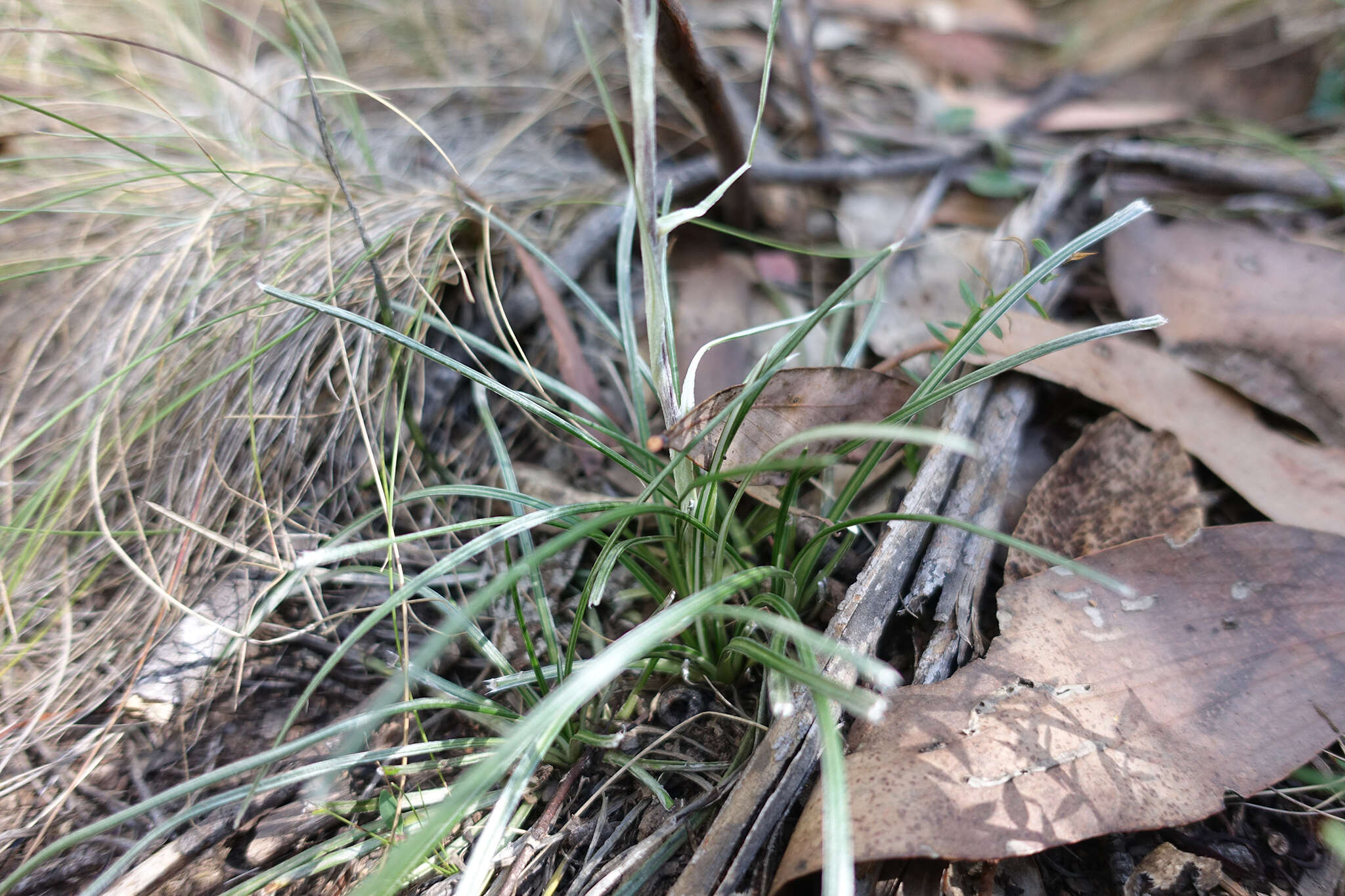 Image of Celmisia pugioniformis M. Gray & D. R. Given