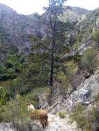 Image of Willowmore Cypress