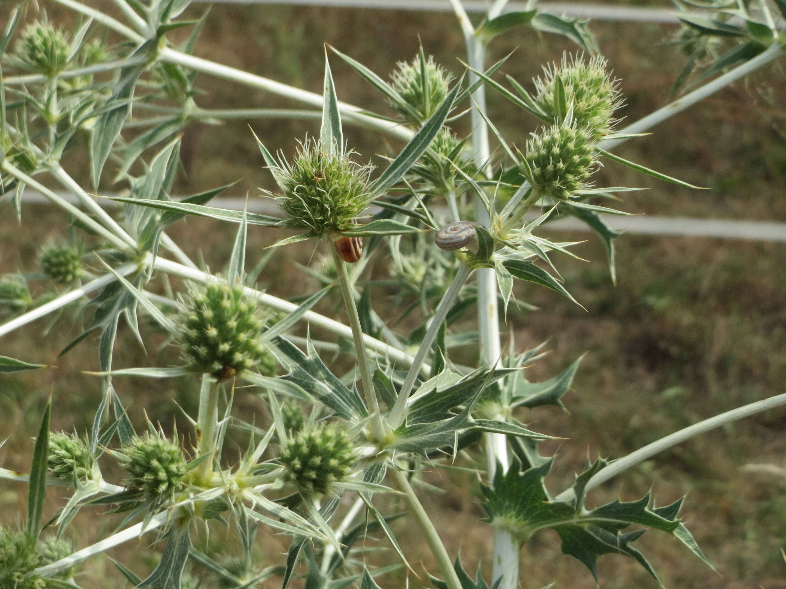 Imagem de Eryngium campestre L.