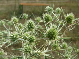 Image of field eryngo